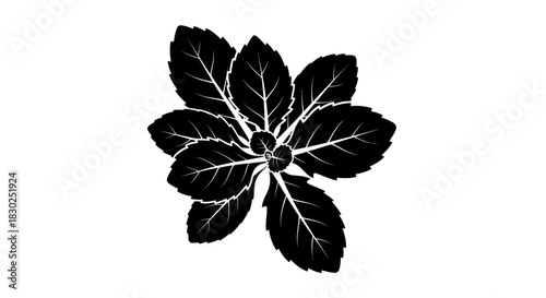 Detailed black and white image of a plant with multiple leaves.