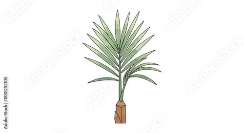 Stylized botanical illustration of a single palm tree.