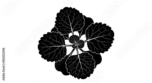 Overhead view of a plant with dark leaves and visible veins.