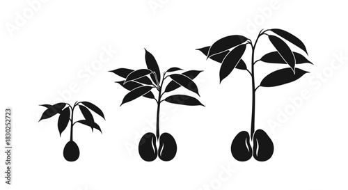 Stages of Plant Growth from Seedling to Mature Plant.