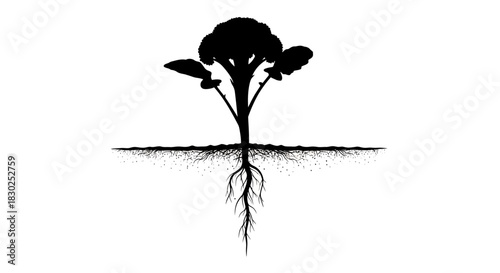 Silhouette of Broccoli Plant with Roots Black and White Illustration.