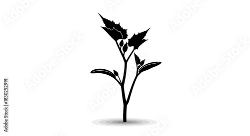 Silhouette of a Young Plant with Developing Leaves and Stem.