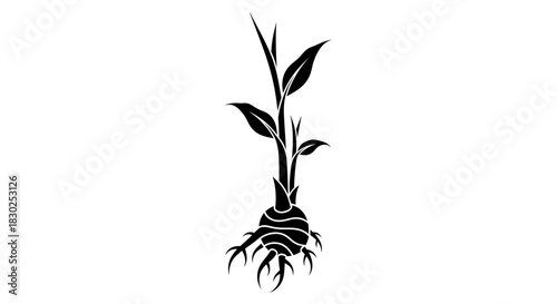 Detailed black and white illustration of a plant with roots and leaves.