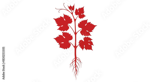 Red Grapevine Plant with Visible Roots and Leaves.