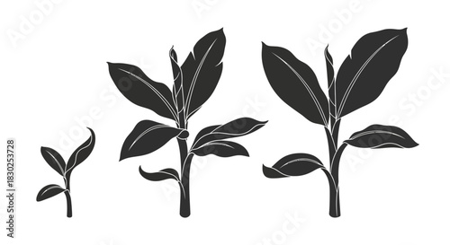 Banana Plant Growth Stages Silhouette Illustration.