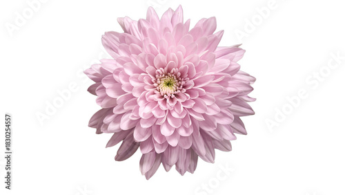 Soft Pink Chrysanthemum Flower Bloom Isolated On White Background