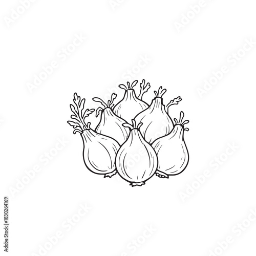 Fennel bulb line art organic culinary sketch