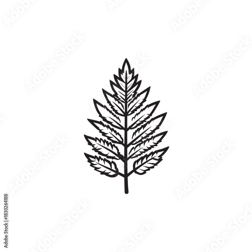 Fern leaf line art vintage herbal garden illustration