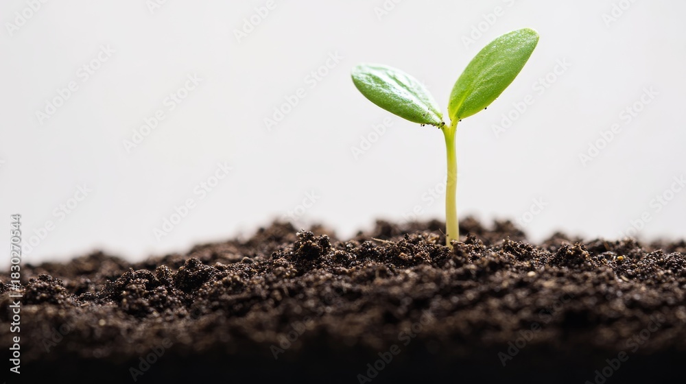 Fototapeta premium Organic bean sprout rising from dark potting soil, detailed texture of dirt granules and tiny root hairs, clean white studio background, overhead soft-box lighting creating subtle shadows, extreme