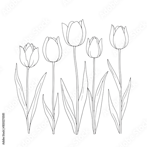 Tulip Flat line art serene beauty captured in simplicity