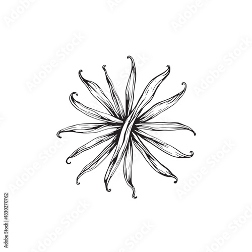 Vanilla Bean line art elegant simplicity