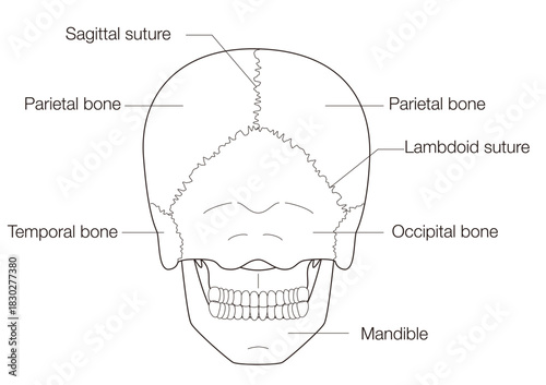 Monochrome Anatomical Diagram of the Human Skull (Posterior View)