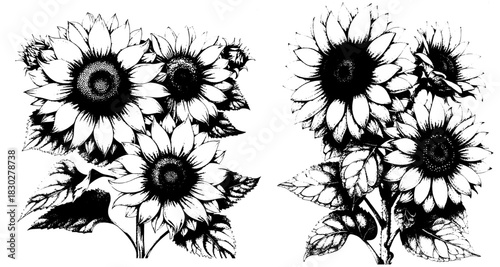 Vintage Xerography Sunflower Bouquet, Rustic Halftone Floral Illustration, Botanical Engraving Line Art Clipart