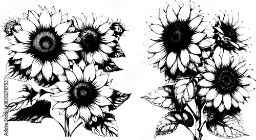 Vintage Xerography Sunflower Bouquet, Rustic Halftone Floral Illustration, Botanical Engraving Line Art Clipart