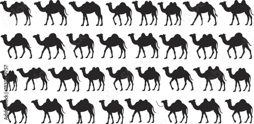 Extensive vector set of diverse camel silhouettes, standing, walking, and dromedary desert animals in multiple poses, isolated graphic.