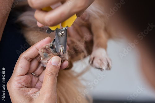 Obraz na plátně Close up of woman hands using yellow clipper to trim dog nails for pet hygiene a