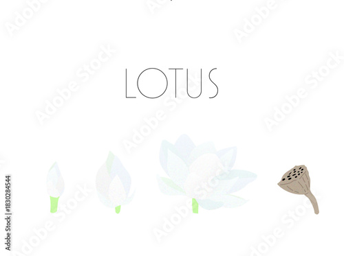 蓮　睡蓮　花　カラーイラスト　ベクター