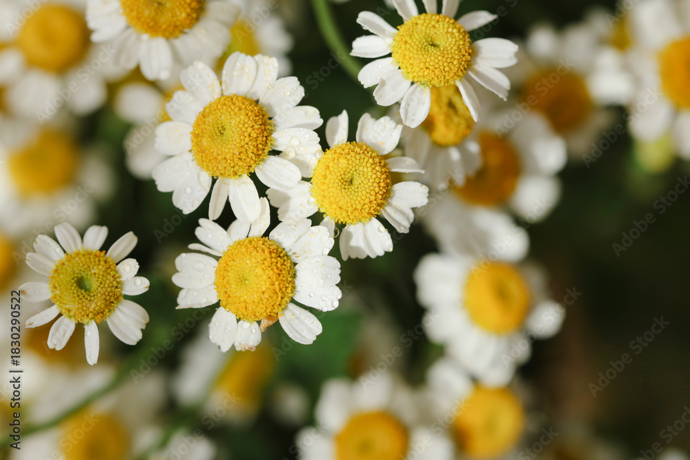 Fototapeta premium Close up of white chamomile flowers with yellow centers