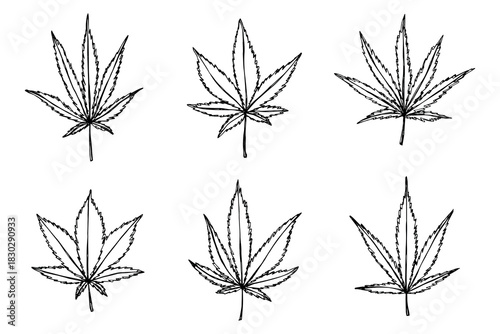 Set of hand drawn cannabis leaf Medicine marijuana Hemp leaves clipart in doodle style Single element for print, web, design, decor