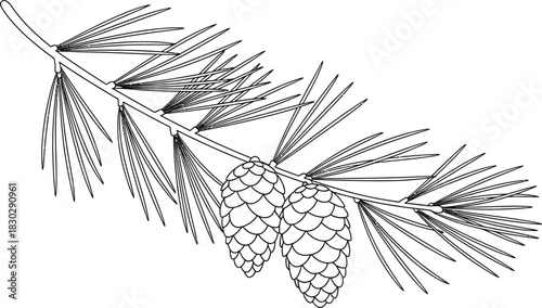 Pine branch pinecones needles evergreen nature tree forest botanical lineart