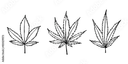 Set of hand drawn cannabis leaf Medicine marijuana Hemp leaves clipart in doodle style Single element for print, web, design, decor
