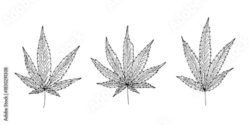 Set of hand drawn cannabis leaf Medicine marijuana Hemp leaves clipart in doodle style Single element for print, web, design, decor