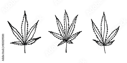 Set of hand drawn cannabis leaf Medicine marijuana Hemp leaves clipart in doodle style Single element for print, web, design, decor