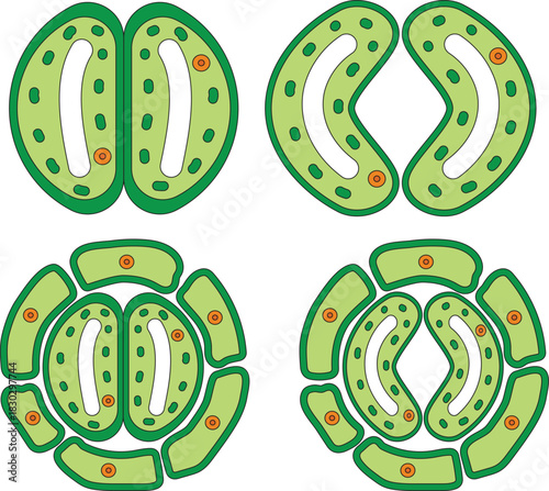 Stomata Open Closed Diagram Guard Cells Subsidiary Cells Plant Biology Botany Microscopic View