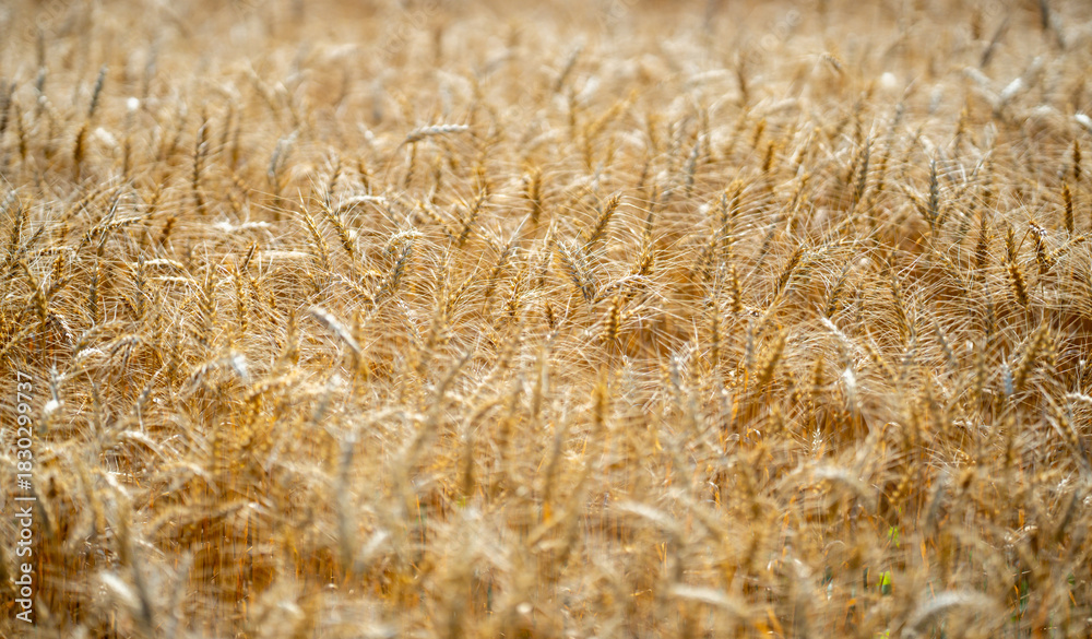 Naklejka premium Wheat background with golden stalks and rural landscape. Close-up wheat background showing detailed grain texture. Wheat field background. Textured wheat and organic crops.