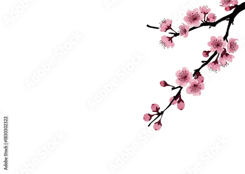 水彩タッチの桜の花、ベクター素材、装飾