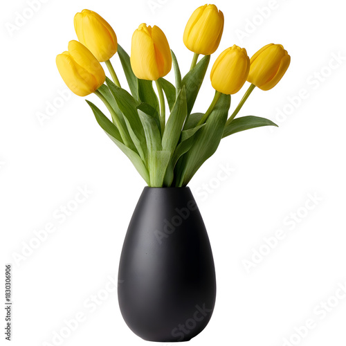 Yellow tulips in a black modern vase on white