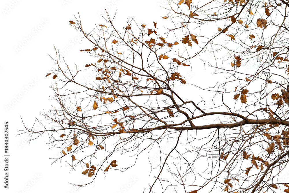 Fototapeta premium Photo of a natural oak branch with leaves on a transparent background