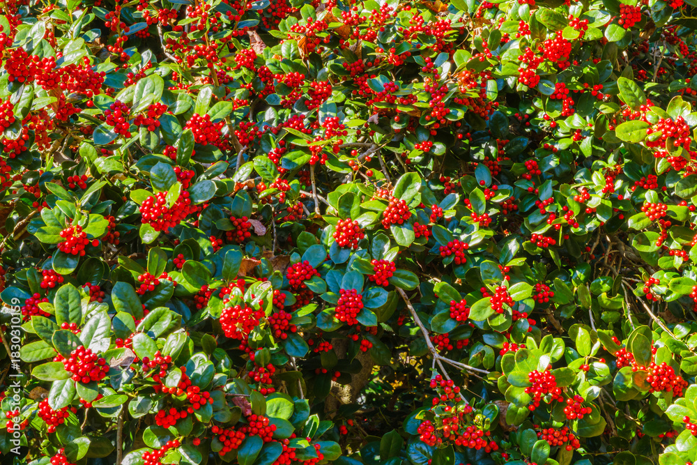 Obraz premium ヒイラギモチの赤い実