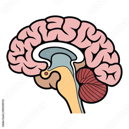 Sagittal view of the human brain anatomy