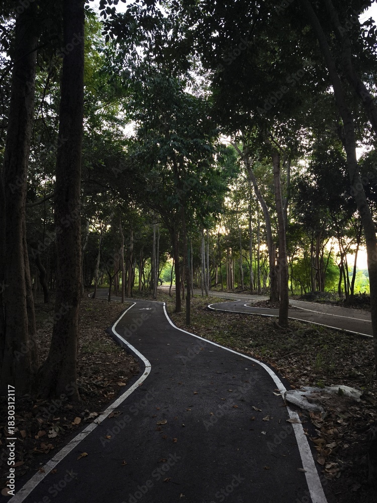 Obraz premium Winding Path Through Forest Trees at Dusk