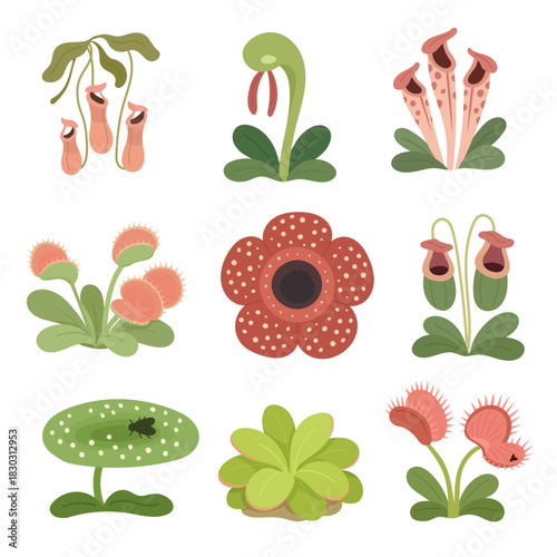 Collection of carnivorous plants with specialized leaves, smell that trap and digest insects for nutrition Venus flytrap, Nepenthes, rafflesia, Set of vector carnivorous flowers