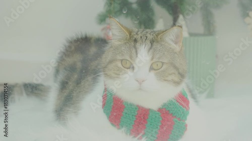 winter holiday and cat concept with scottish cat wear silk scarf and play with pine and christmas tree decorate and gift box background