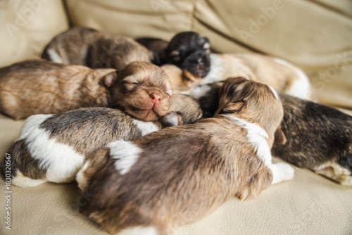 Newborn Havanese puppies sleeping in a warm cuddle pile on a beige couch, creating a soft and adorable scene of early puppy life.