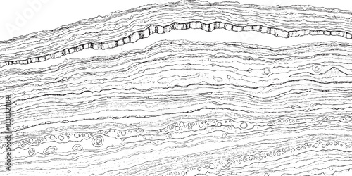 Detailed Microscopic View of Biological Tissue Layers and Cellular Structures.