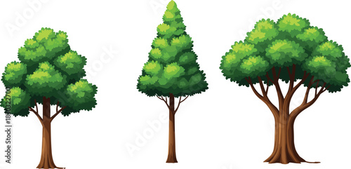Tree types illustration, rounded canopy, conical foliage, wide branching structure, botanical diversity, nature design reference, educational flat vector graphic