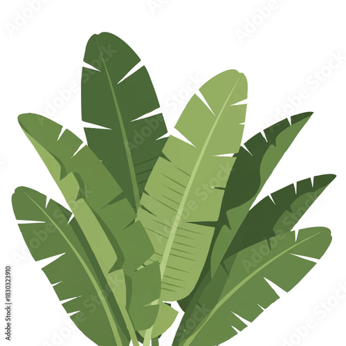 Illustration of a cluster of green banana leaves against a white background with varying shades of green.