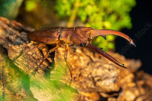The stag beetle Cyclommatus canaliculatus is a species of beetle in the family Lucanidae.