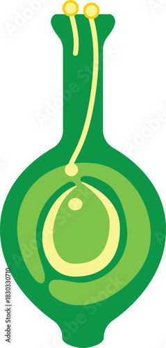 Botanical Fertilization Diagram Pollination Biology Education Green Vector Illustration Simple Study