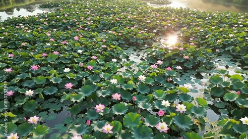 Serene Lotus Pond - A Tranquil Oasis of Blooming Flowers and Lush Greenery.