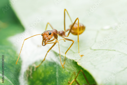 Red weaver ant crawling on green leaf macro