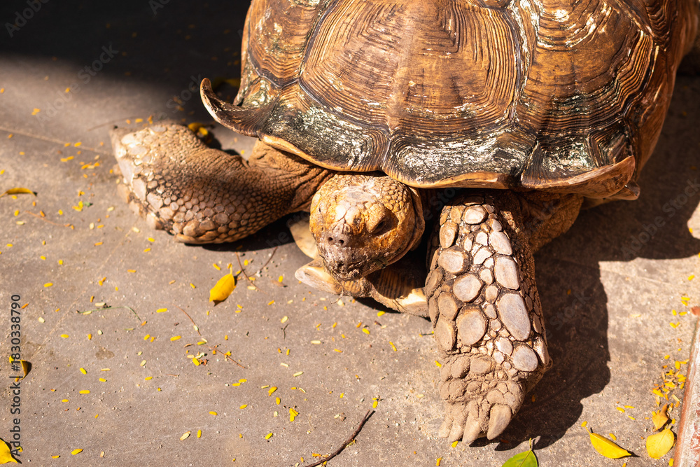 Naklejka premium Turtle crossing path nature wildlife outdoor close-up view conservational awareness
