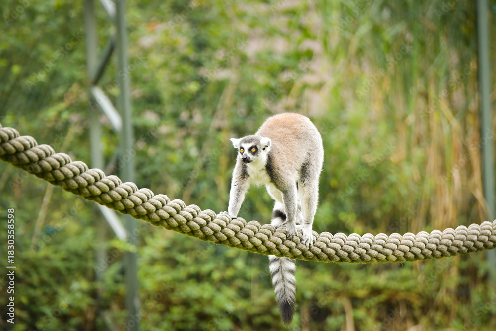 Fototapeta premium A ring-tailed lemur sitting and calmly observing its surroundings. The lemur’s expressive yellow eyes, soft grey fur, and iconic striped tail are clearly visible, capturing its curious and relaxed