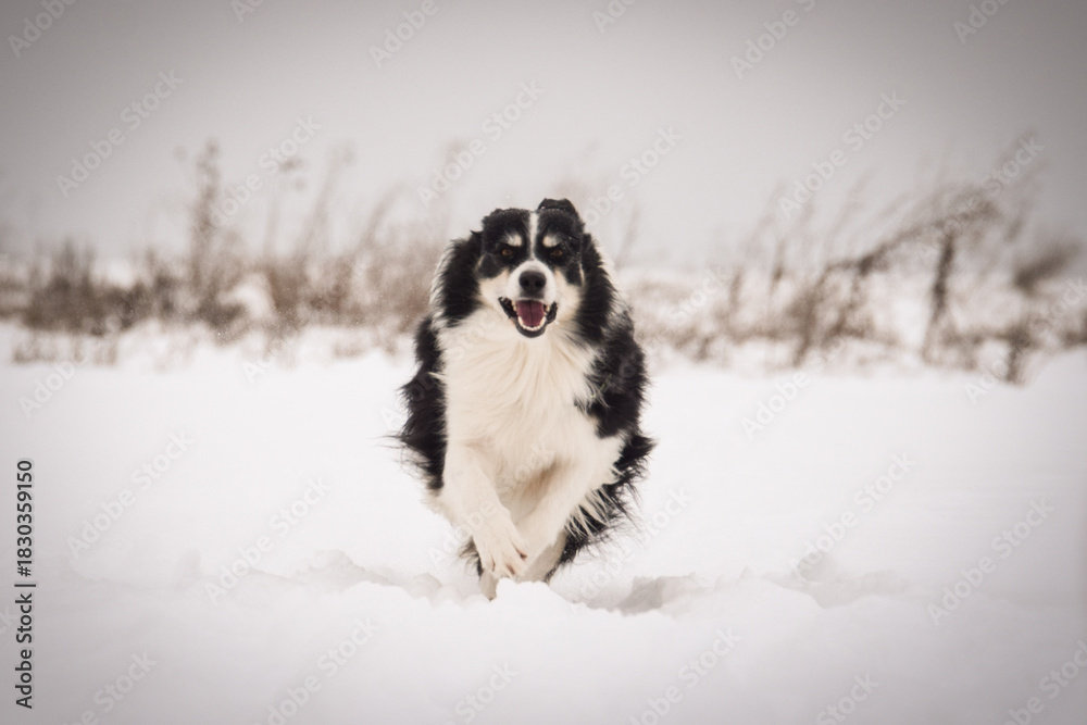 Fototapeta premium Energetic Border Collie running outdoors in snowy nature, tail up and playful mood. 