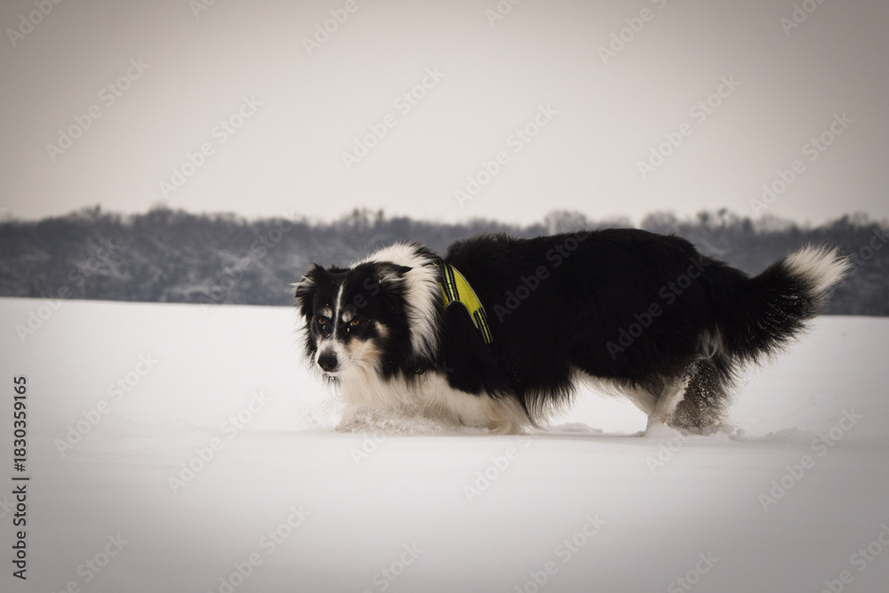 Obraz premium Energetic Border Collie running outdoors in snowy nature, tail up and playful mood. 