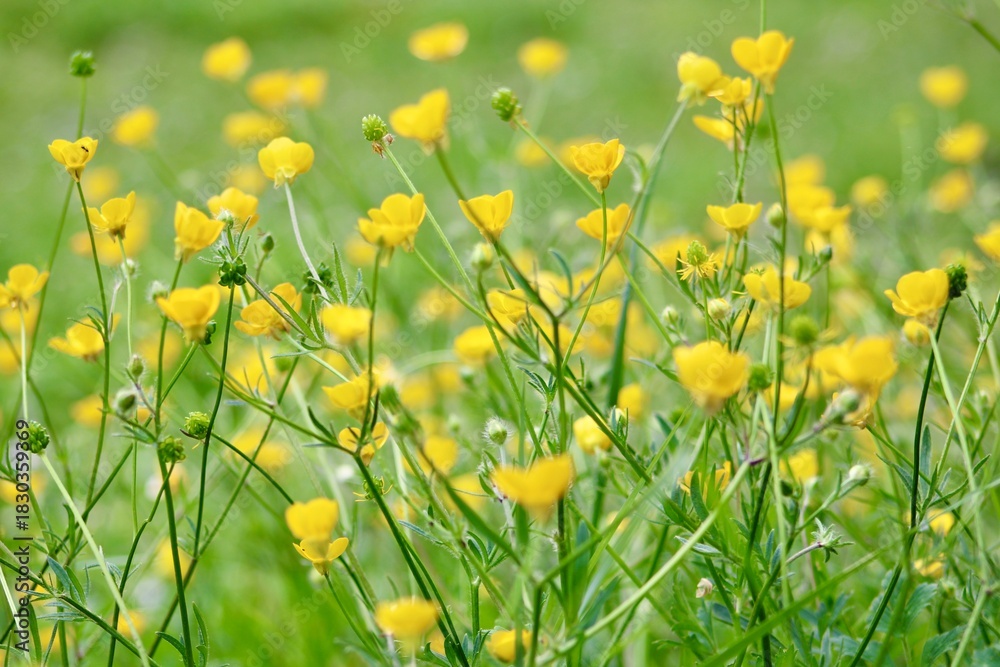 Obraz premium Fleurs jaunes